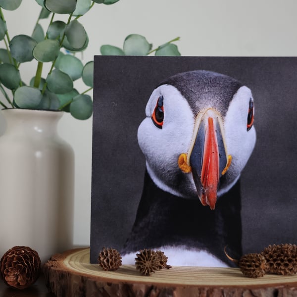 Hey There! - Puffin Portrait - Blank Greetings Card