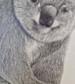 Koala (2021) - Image 4