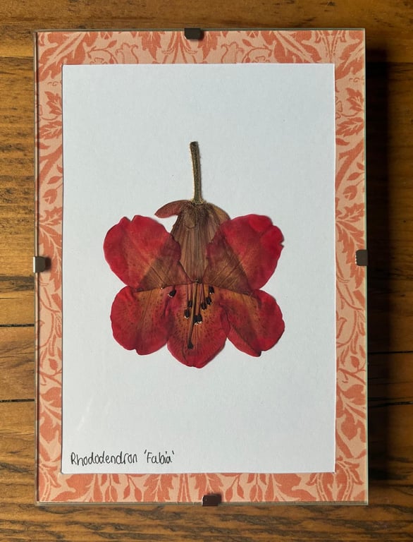 Real Pressed Flower Art in A6 Clip Frame - Rhododendron Flower
