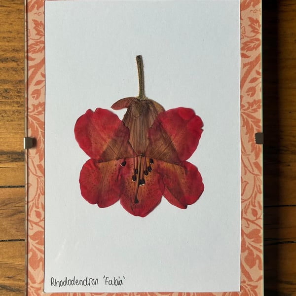 Real Pressed Flower Art in A6 Clip Frame - Rhododendron Flower