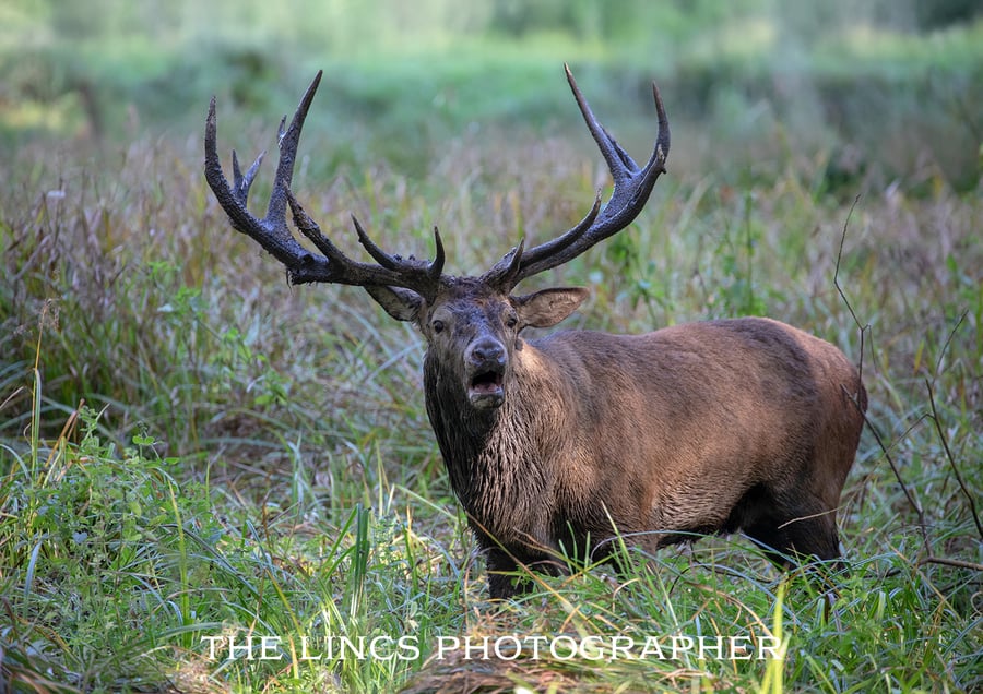 Red Stag print (Limited edition of 10)