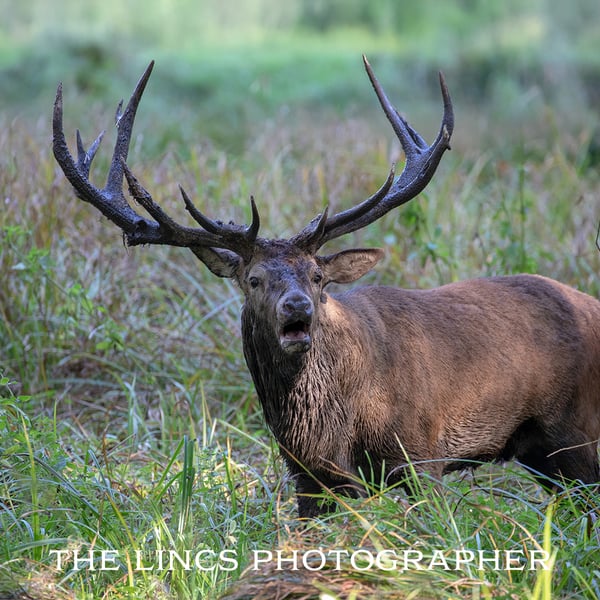 Red Stag print (Limited edition of 10)