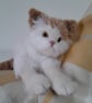 Persian Kitten, dotpebblesknits design, Knitted Cat  - Image 5
