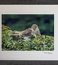 Sparrow Hawk 'At Rest' Limited Edition Hand-Signed Photograph - Image 2
