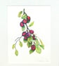 Plum Botanical Fruit Original Watercolour Painting - Image 2