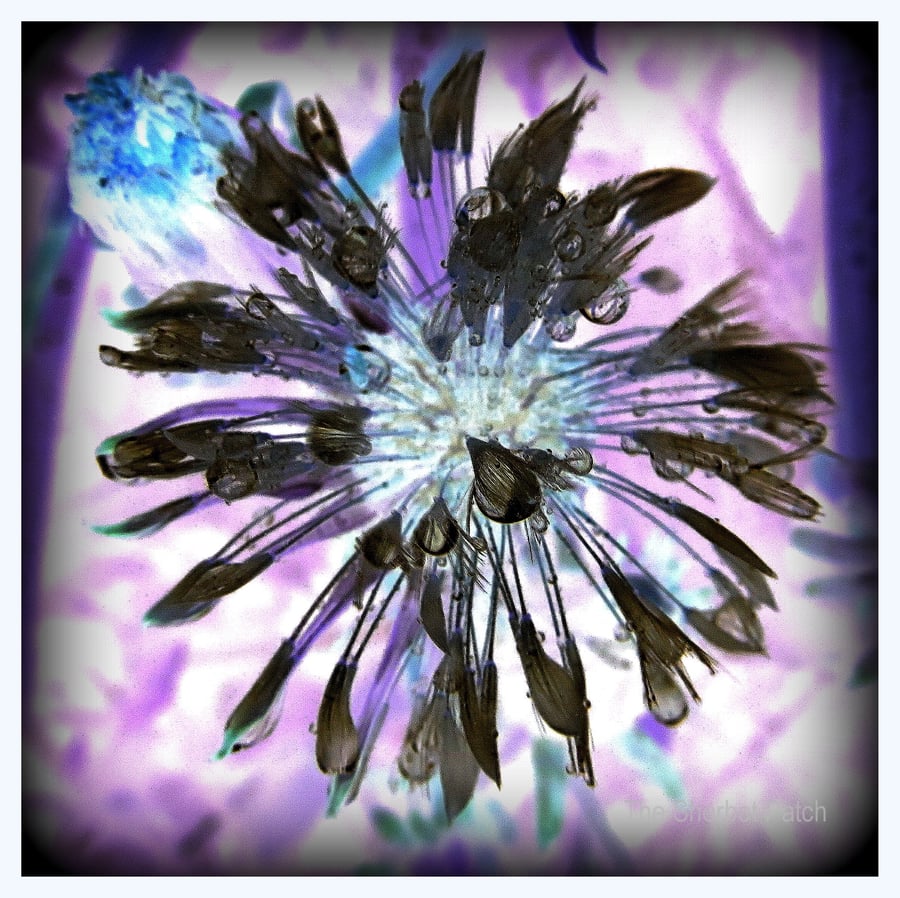 ''Colour me purple''  Greetings card.  (30)