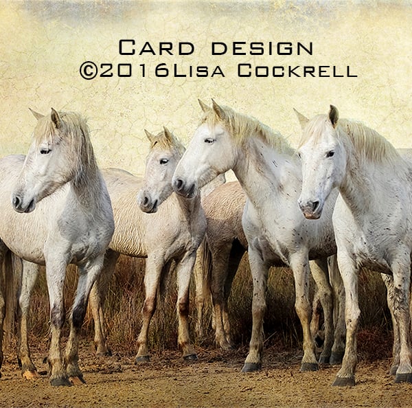 Exclusive Camargue Horses Standing Greetings Card