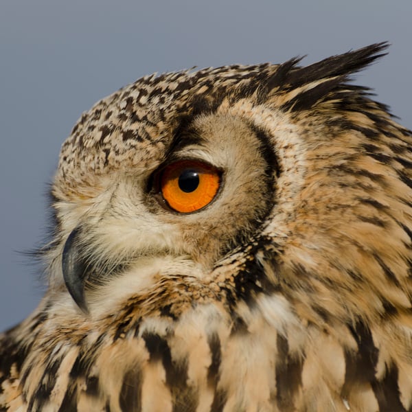Eagle owl Bubo bengalensis looking left
