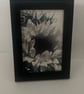 Sunflowers- Black and White - Image 4