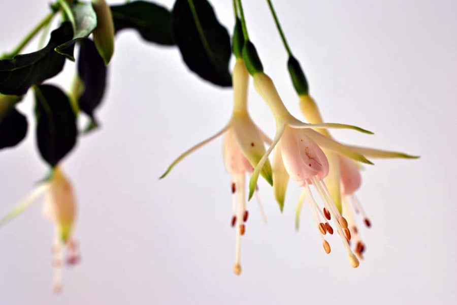 White Fuchsia Hawkshead Summer Flower Photograph Print
