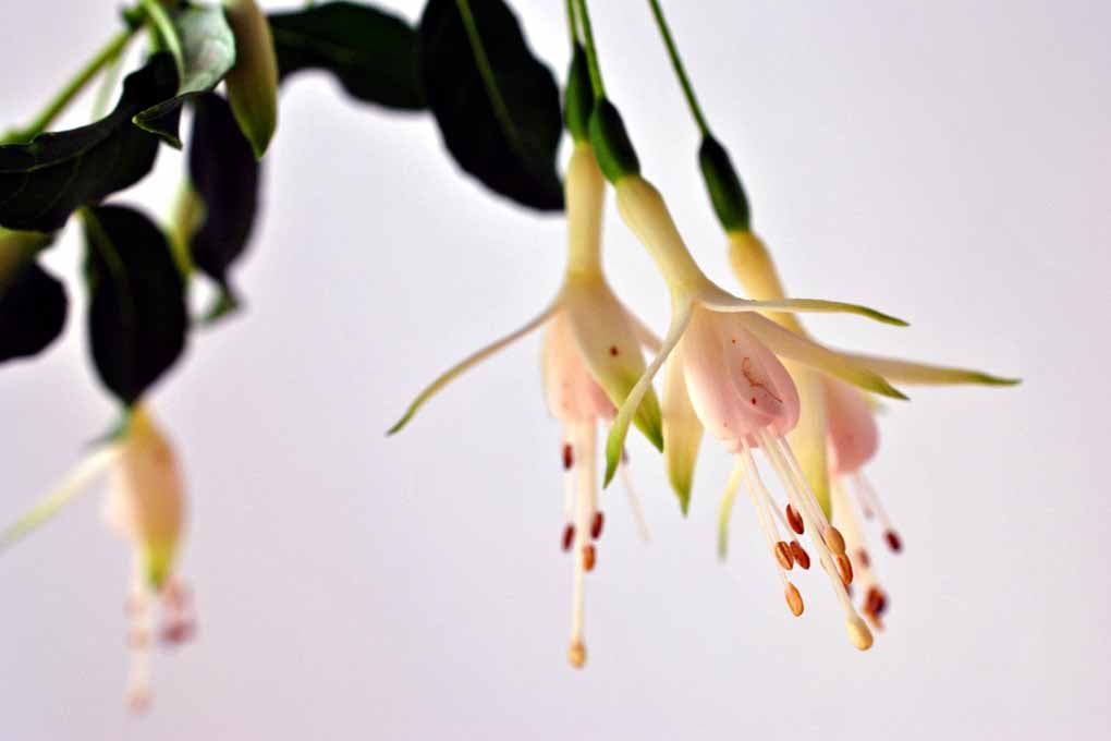 White Fuchsia Hawkshead Summer Flower Photograph Print