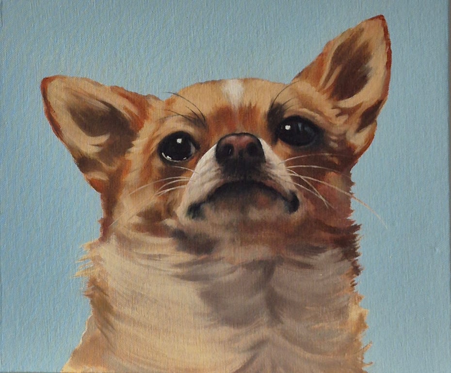 Chihuahua portrait. Oil on canvas board. 30.5 x 25.5 cm