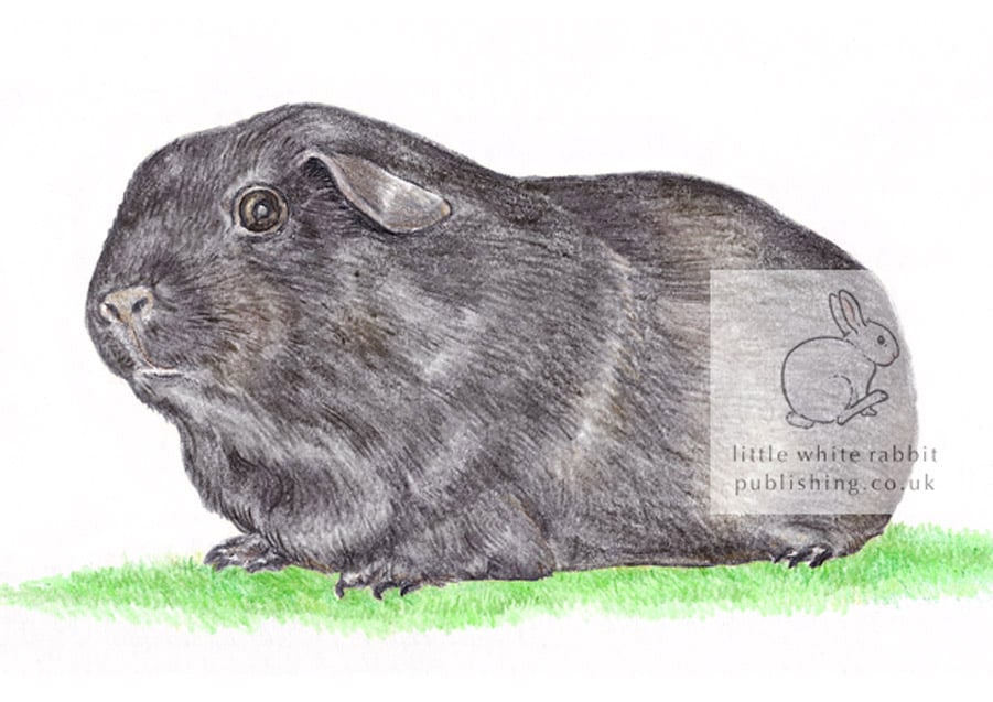 Blackie the Guinea Pig - Blank Card