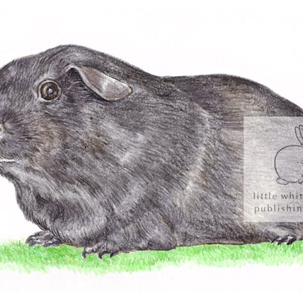 Blackie the Guinea Pig - Blank Card