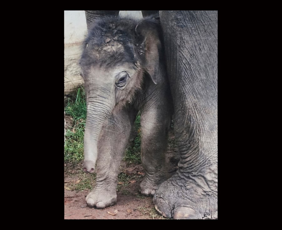 A3 Baby Elephant Photograph Hi Quality Art Giclée  Print - Southern India 2010 