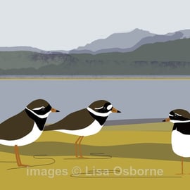 Ringed plovers - print from digital illustration of waders