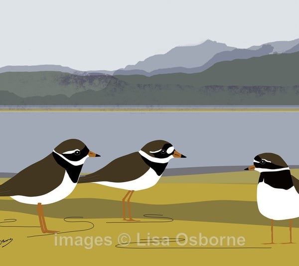 Ringed plovers - print from digital illustration of waders