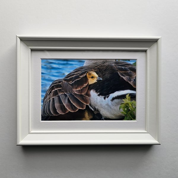 Under Mother's Wing, Canada Gosling Photo Print in Small White Frame with Mount 