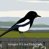 Magpie - print of illustration. Bird. Nature. Wildlife.