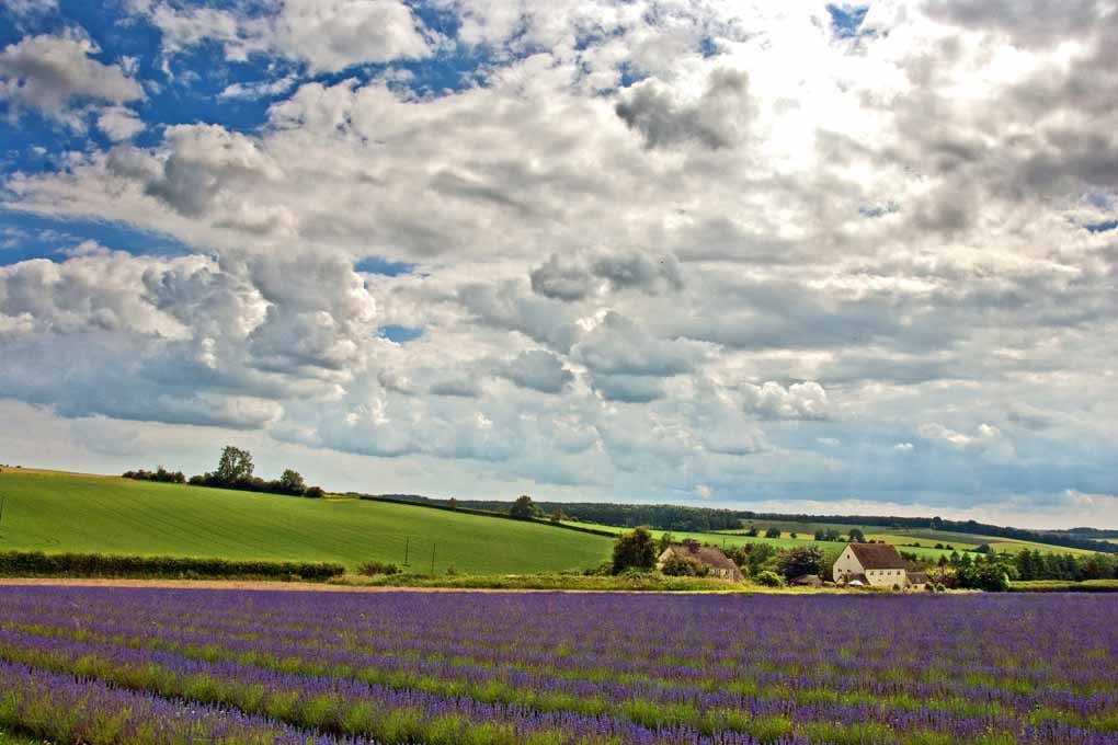 Lavender Field Purple Flowers Cotswolds Photograph Print