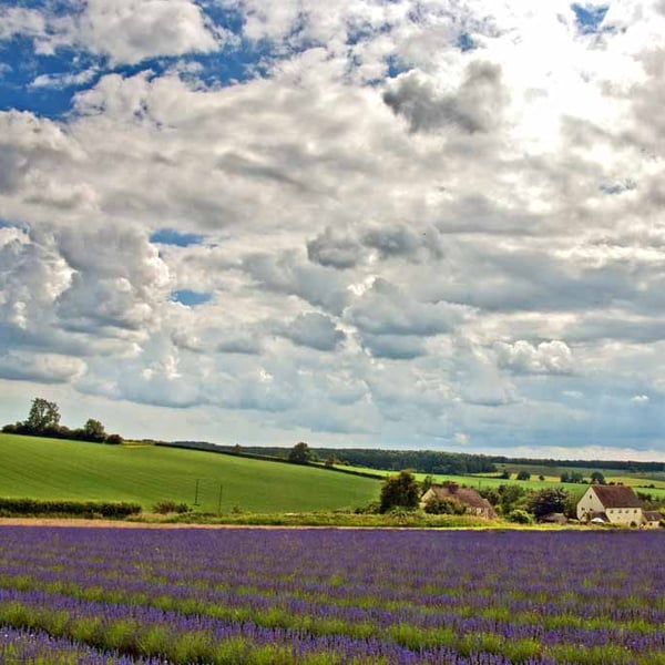 Lavender Field Purple Flowers Cotswolds Photograph Print