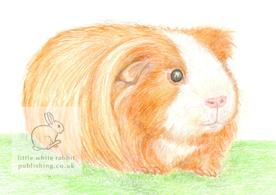 Amber the Guinea Pig - Blank Card