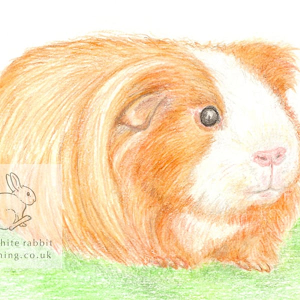 Amber the Guinea Pig - Blank Card