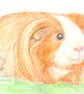 Amber the Guinea Pig - Blank Card - Image 1