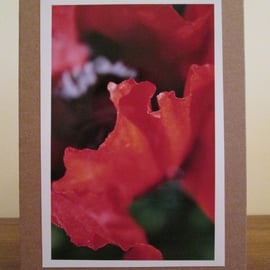 Poppy Photo Greetings Card