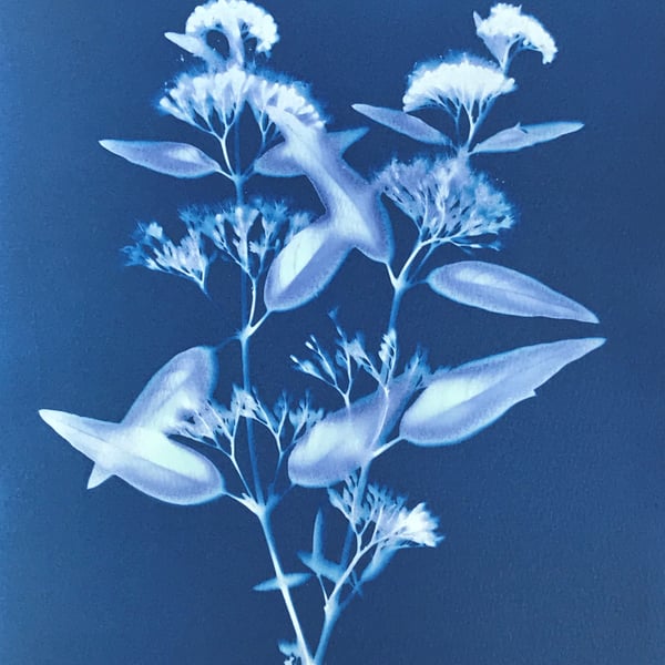 Caryopteris, Heavenly Blue is the main attraction of this Cyanotype Art.