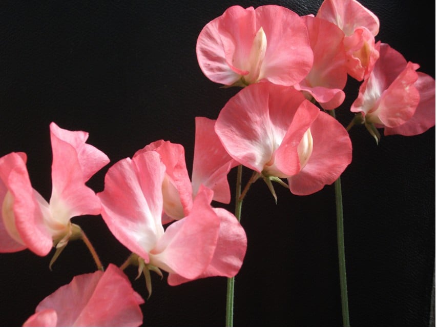 Pink Sweet Peas