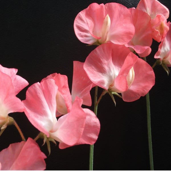 Pink Sweet Peas