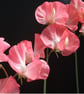 Pink Sweet Peas - Image 1