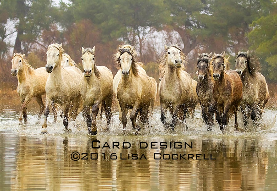 Exclusive Camargue Horses At The Gallop Greetings Card