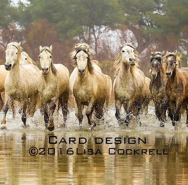 Exclusive Camargue Horses At The Gallop Greetings Card