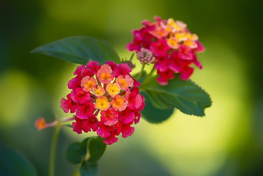 Lantana Camara - Photographic Print Greetings Card