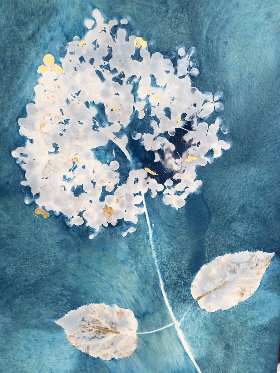 Botanical gift. Cyanotype Art. Original Art. Hydrangea Flower and 24ct Gold
