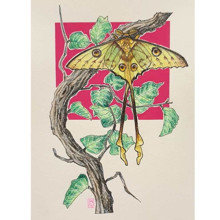 Madagascar Moon Moth drawing, small insect artwork, moth wall art