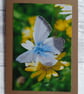 Blue Butterfly Photo Greetings Card - Image 4