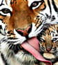 Tiger Mums Blank Greeting Card - Image 2