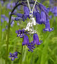 Bluebell Cluster Necklace - Image 4