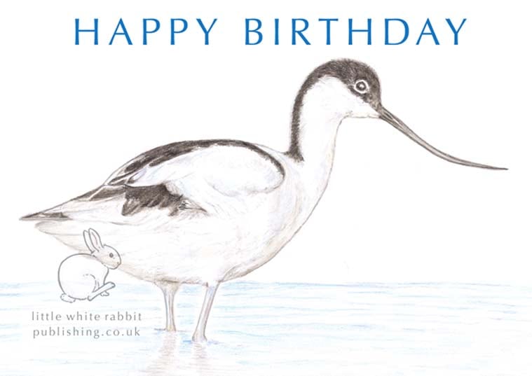 Avocet - Birthday Card