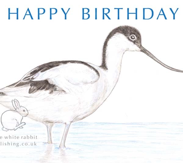 Avocet - Birthday Card