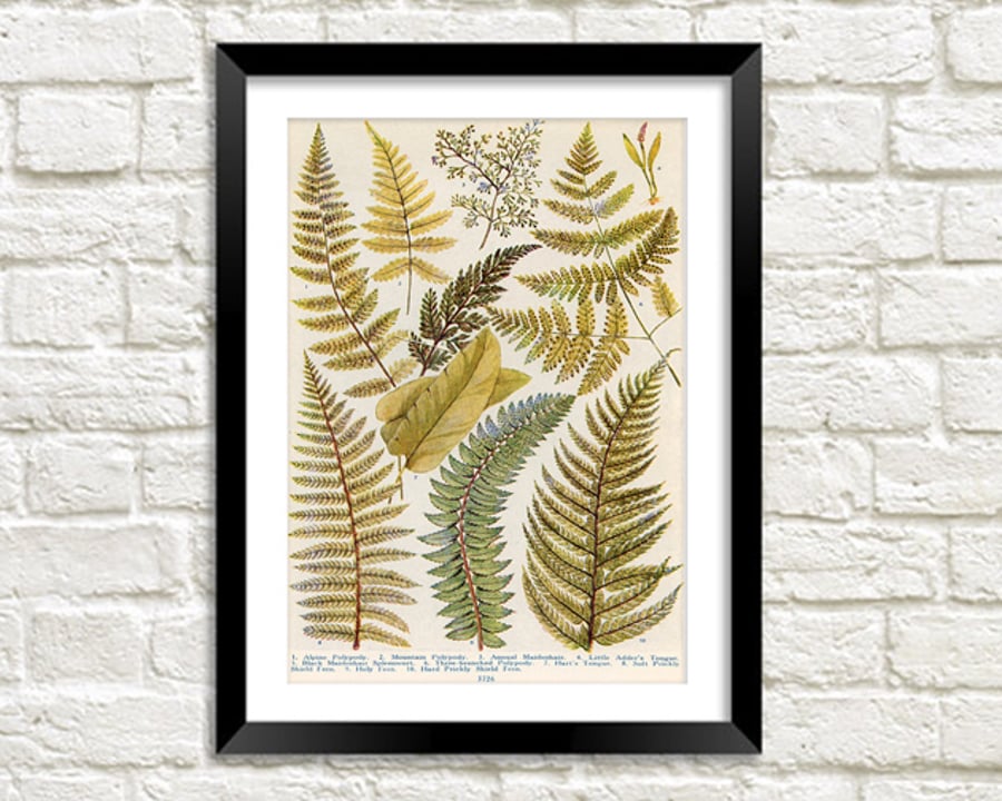 Ferns Art Print: Vintage Green Leaves Illustration (A3 Size)