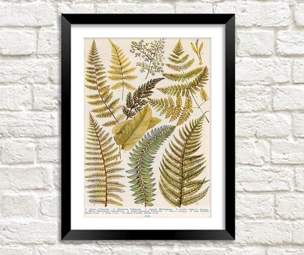 Ferns Art Print: Vintage Green Leaves Illustration (A3 Size)