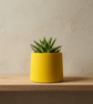 Small Yellow Round Plant Pot 7.5 cm Indoor Succulent Planter Gift