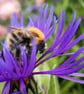 Photographic Print, Bumblebee on Cornflower - Image 2