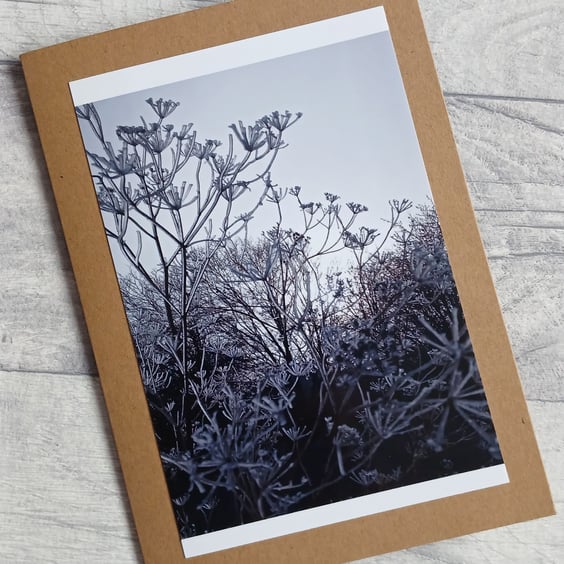 Winter Frost Photo Greetings Card (B), Christmas Card, Notecard