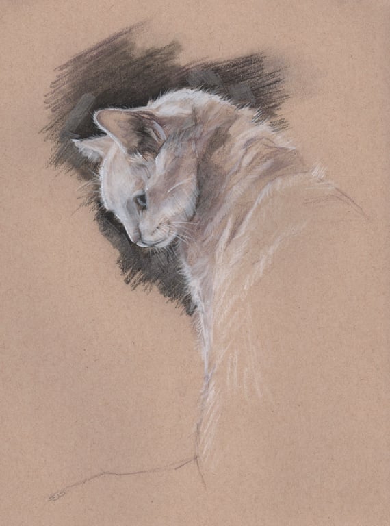 Cat Study Drawing, Original Cat Art 