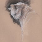 Cat Study Drawing, Original Cat Art 